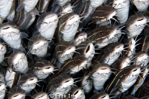 eel catfish by Enje Im 